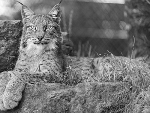 grass, Lynx, Rocks