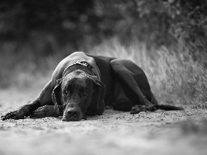 grass, Sand, Black, dog, lying