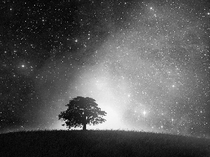 millions, dark, grass, sapling, Stars, Sky