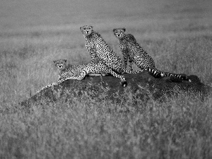 grass, Cheetah, savanna