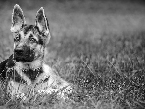 Puppy, german, grass, sheep-dog