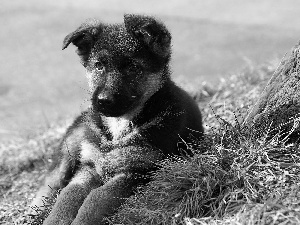 Puppy, german, grass, sheep-dog