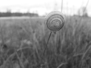 shell, grass