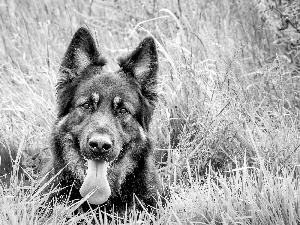 German Shepherd, grass