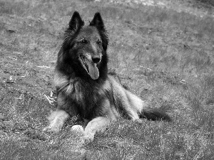 Belgian Shepherd Tervuren, grass