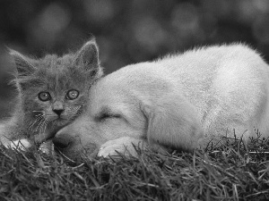 small, dog, grass, kitten