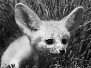 small, Fenek, grass, fox