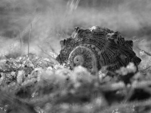 grass, shell, snow