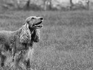 Spaniel, grass