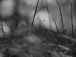 grass, small, Spider