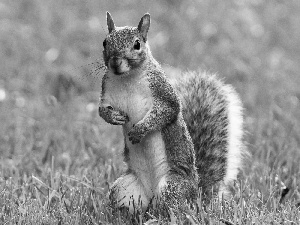 squirrel, grass