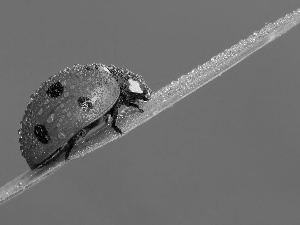 grass, ladybird, stalk