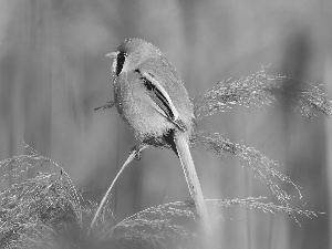 Bird, grass, stalk, Bearded Tit