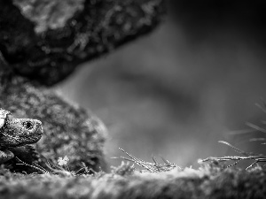 grass, turtle, Stones