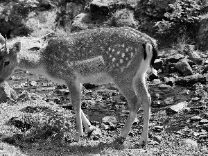 grass, Stones, fawn, River, young