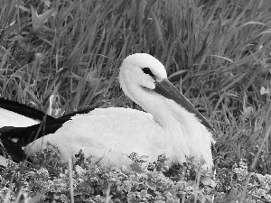 stork, grass