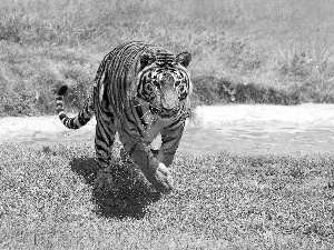 grass, tiger, stream