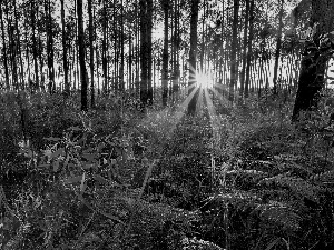 fern, trees, rays, viewes, forest, grass, sun