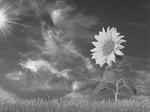 grass, Sky, Sunflower