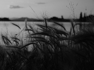 Great Sunsets, lake, grass