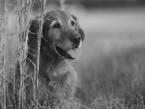 grass, dog, tall