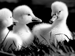Three, Swan, grass, young