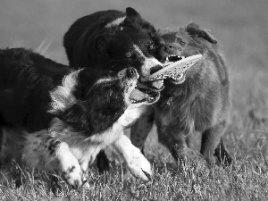 Three, toy, grass, Dogs