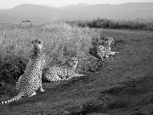 Three, Way, grass, Cheetah