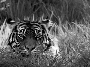 tiger, grass