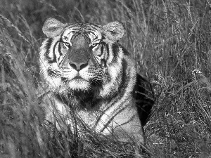 grass, lurking, tiger