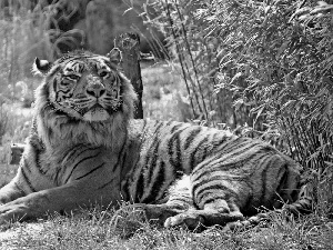 grass, lying, tiger