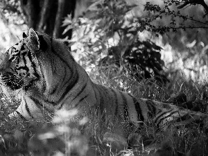 tiger, viewes, grass, trees