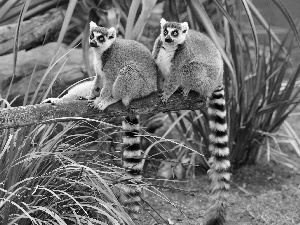 grass, lemurs, trees