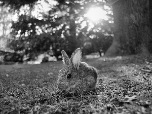 grass, Rabbit, trees