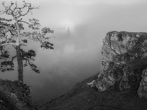 Fog, grass, trees, pine, rocks