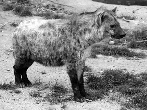 grass, hyena, Tufts