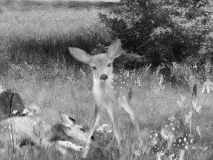 Two, mushrooms, grass, deer