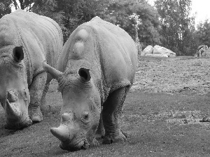 zoo, Rhinos, grass, Two cars