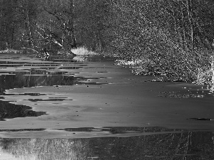 grass, lake, viewes, early spring, trees, melting