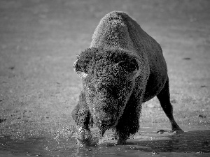 grass, Bison, water