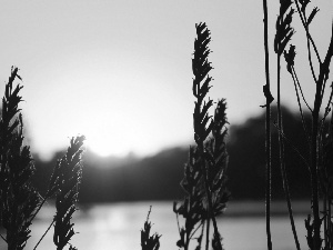 west, lake, grass, sun