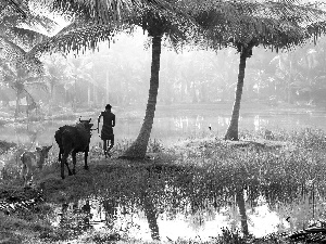 grass, Wetlands, Cows, Palms, a man