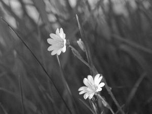 White, Cerastium Access field, grass, Flowers