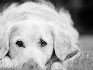 White, Eyes, grass, doggy