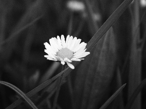 White, Green, grass, daisy