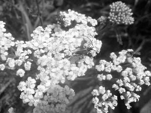 White, insects, grass, Flowers