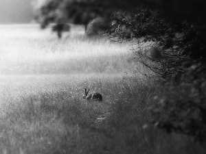 Meadow, Wild Rabbit, grass
