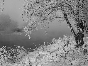 grass, winter, Fog, birch-tree, River