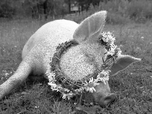 grass, Piggs, wreath