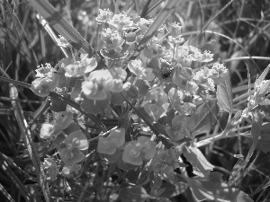 Yellow, Flowers, spurge, Wildflowers